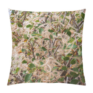 Personality  Mountain Mahogany - Cercocarpus Montanus Pillow Covers