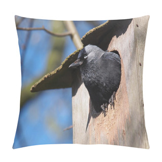 Personality  Jackdaw In Nest Box Pillow Covers