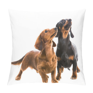 Personality  Dogs Breed Dachshund Pillow Covers
