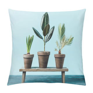 Personality  Close Up View Of Green Plants In Flowerpots On Wooden Decorative Bench Isolated On Blue Pillow Covers