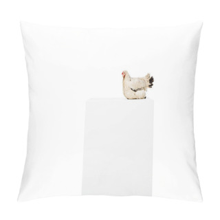 Personality  Chicken On Blank White Cube Isolated On White Pillow Covers