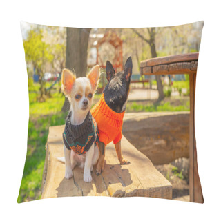 Personality  Two Chihuahua Dogs Sit On Garden Bench. Chihuahua In Black And Orange Sweaters. Chihuahua, Garden Pillow Covers