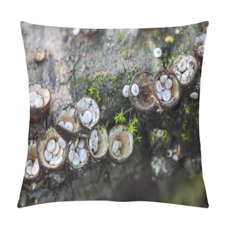Personality  Crucibulum Laeve, Small Mushrooms Like Bird Nests. Leon, Spain Pillow Covers