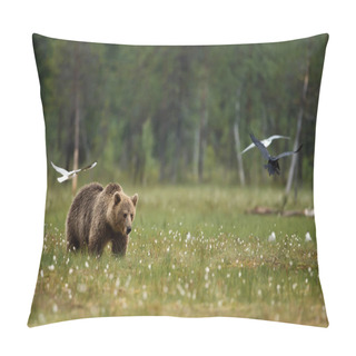 Personality  Eurasian Brown Bear In The Swamp On A Rainy Day, Finland. Pillow Covers