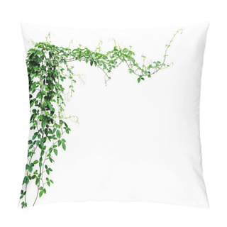 Personality  Bush Grape Or Three-leaved Wild Vine Cayratia (Cayratia Trifolia) Liana Ivy Plant Bush, Nature Frame Jungle Border Isolated On White Background, Clipping Path Included.  Pillow Covers
