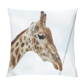 Personality  Selective Focus Of Giraffe Against Blue Sky With Clouds  Pillow Covers
