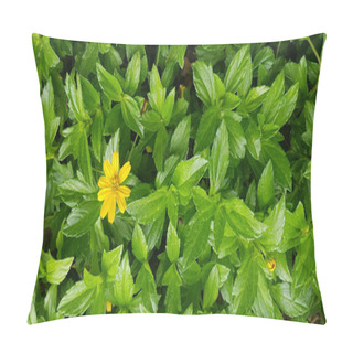 Personality  Beautiful Yellow Flower Indian Daisy Or Indian Summer Or Rudbeckia Hirta Or Black-Eyed Susan Or Bay Biscayne Creeping-oxeye Or Sphagneticola Trilobata Pillow Covers