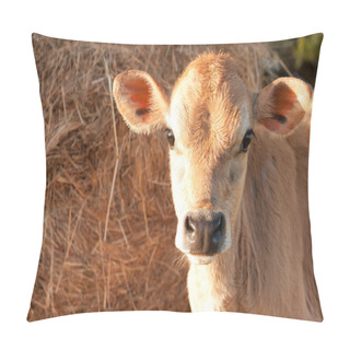 Personality  Friesen Dairy Cow Calf Pillow Covers