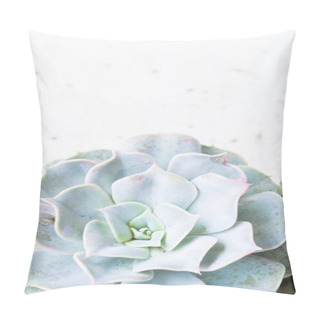 Personality  Succulent Growing Plants Pillow Covers