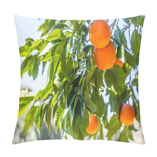 Personality  Green Orange Tree With Juicy Orange Fruits Pillow Covers