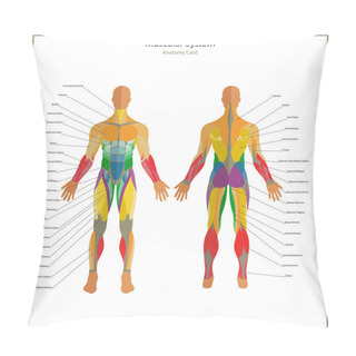 Personality  Illustration Of Human Muscles. Exercise And Muscle Guide. Gym Training. Front And Rear View. Muscle Man Anatomy. Pillow Covers