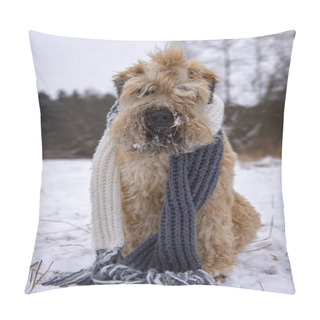 Personality  Vertical Photo Of A Dog In A Knitted Long Scarf, Sitting On A Snow-covered Glade  Pillow Covers