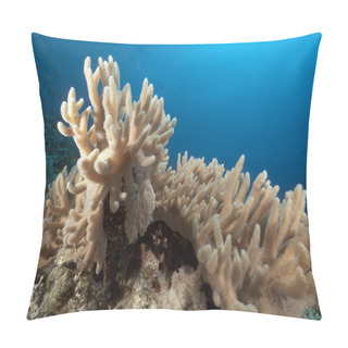 Personality  Finger Leather Coral In The Red Sea. Pillow Covers