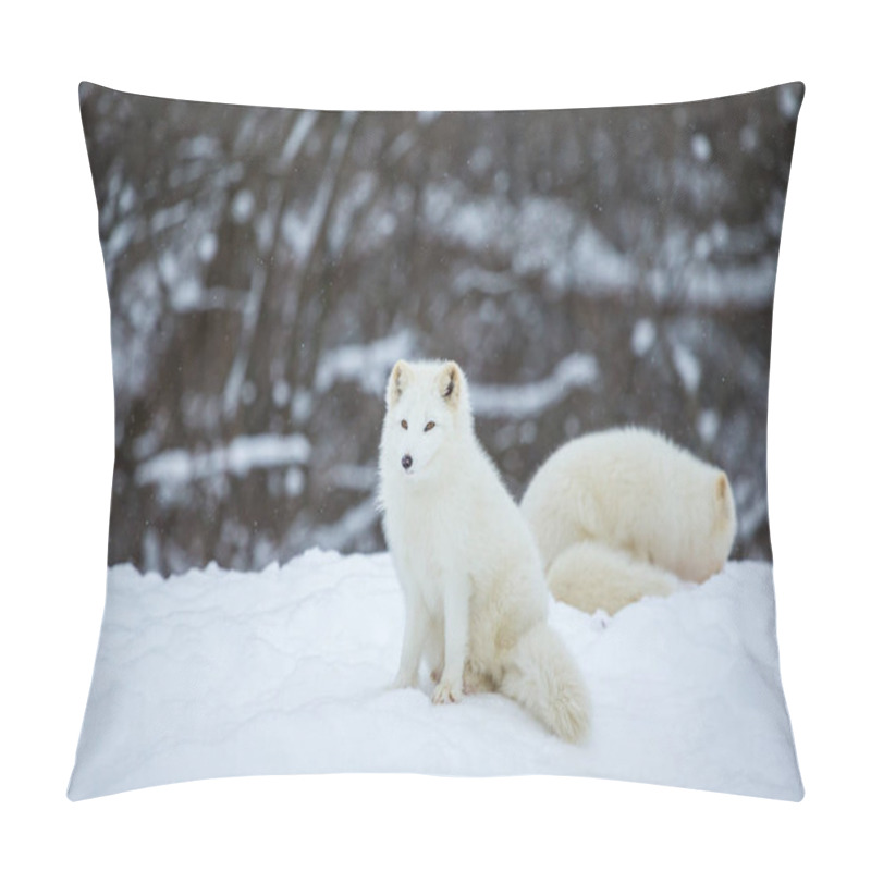 Personality  close-up shot of beautiful arctic fox on nature pillow covers