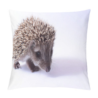 Personality  Cute Little Hedgehog On White Background. Close Up Pillow Covers