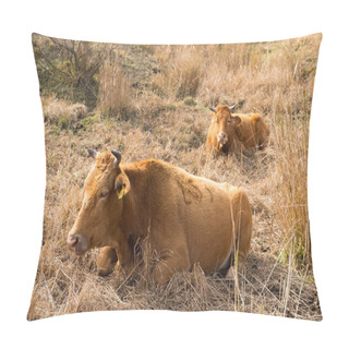 Personality  Cows In The Field On Farm  Pillow Covers