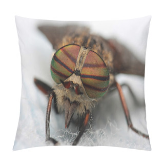 Personality  Eyes Of An Insect. Portrait  Gadfly. Hybomitra Horse Fly Head Closeup Pillow Covers