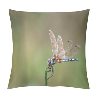 Personality  Dragonfly Hold On Dry Branches And Copy Space .Dragonfly In The Nature. Dragonfly In The Nature Habitat. Beautiful Nature Scene With Dragonfly Outdoor.a Background Wallpaper.The Concept For Writing Pillow Covers