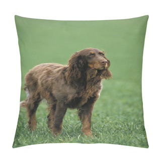 Personality  Picardy Spaniel Dog Standing On Grass   Pillow Covers