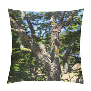 Personality  Close Up View Of Moss On Tree Trunk With Blue Sky At Background Pillow Covers