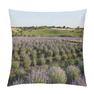 Personality  Lavender Flowers Blooming In Meadow On Summer Day Pillow Covers