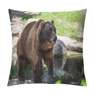 Personality  Brown Bear (Ursus Arctos) Pillow Covers