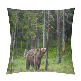 Personality  The Bear Sniffs A Tree. Brown Bear In The Summer Pine Forest. Scientific Name: Ursus Arctos. Natural Habitat. Summer Season. Pillow Covers