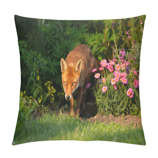 Personality  Close Up Of A Red Fox (Vulpes Vulpes) In A Meadow, United Kingdom. Pillow Covers