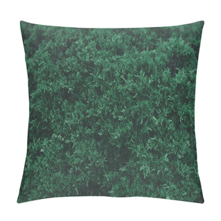 Personality  Full Frame Shot Of Green Fir Bush For Background Pillow Covers