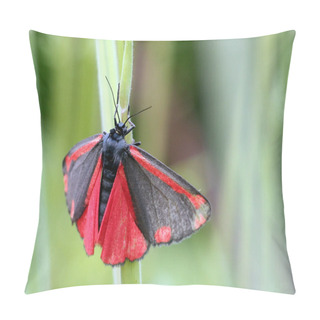 Personality  Cinnabar Moth On Grass Pillow Covers