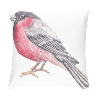 Personality  Watercolor Drawing Birds. Bullfinch Pillow Covers