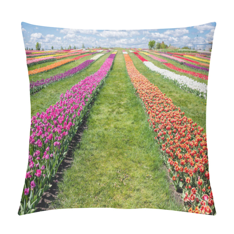 Personality  colorful tulips field with blue sky and clouds pillow covers