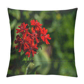 Personality  Red Flowers Of Lychnis, Plants With The Latin Name Lychnis Chalcedonica In The Garden Pillow Covers