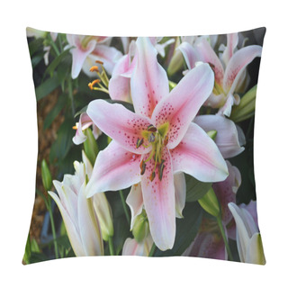 Personality  Star Gazer Lily Pillow Covers