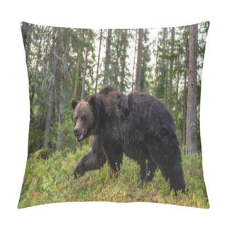 Personality  Adult Male Of Brown Bear At Autumn Forest. Natural Habitat. Pine Forest Pillow Covers