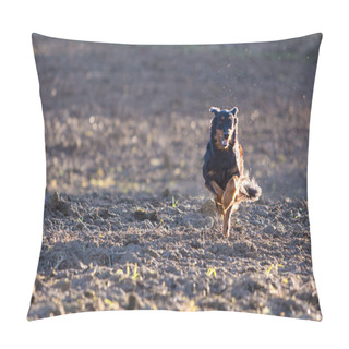 Personality  Beautiful Hovawart Black Dog Running Pillow Covers