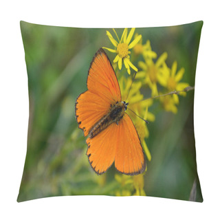 Personality  A Color Butterfly Pillow Covers
