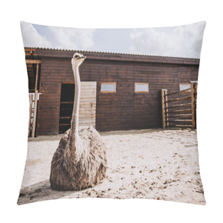 Personality  Closeup View Of Ostrich Sitting On Ground In Corral At Zoo  Pillow Covers