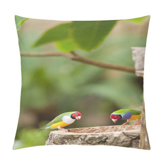 Personality  Australin Gouldian Finch Pillow Covers