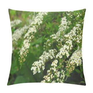 Personality  Small, White Flowers In Sumptuous Clusters Along Leafy Spirea Shrub Branches. Pillow Covers