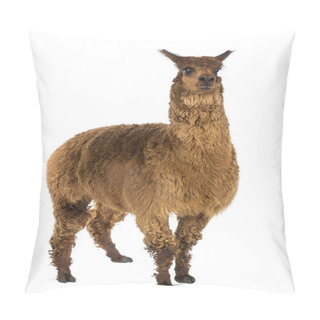 Personality  Alpaca Against White Background Pillow Covers