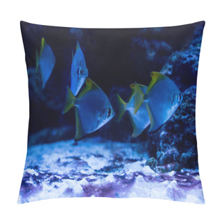 Personality  Fishes Swimming Under Water In Aquarium With Blue Lighting Pillow Covers