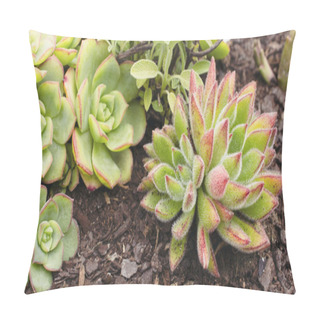 Personality  Close Up Of Several Different Types Of Succulent Plants, Including Echeveria, In Dry Soil. Drought Resistant Plants. Pillow Covers