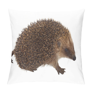 Personality  European Hedgehog Pillow Covers
