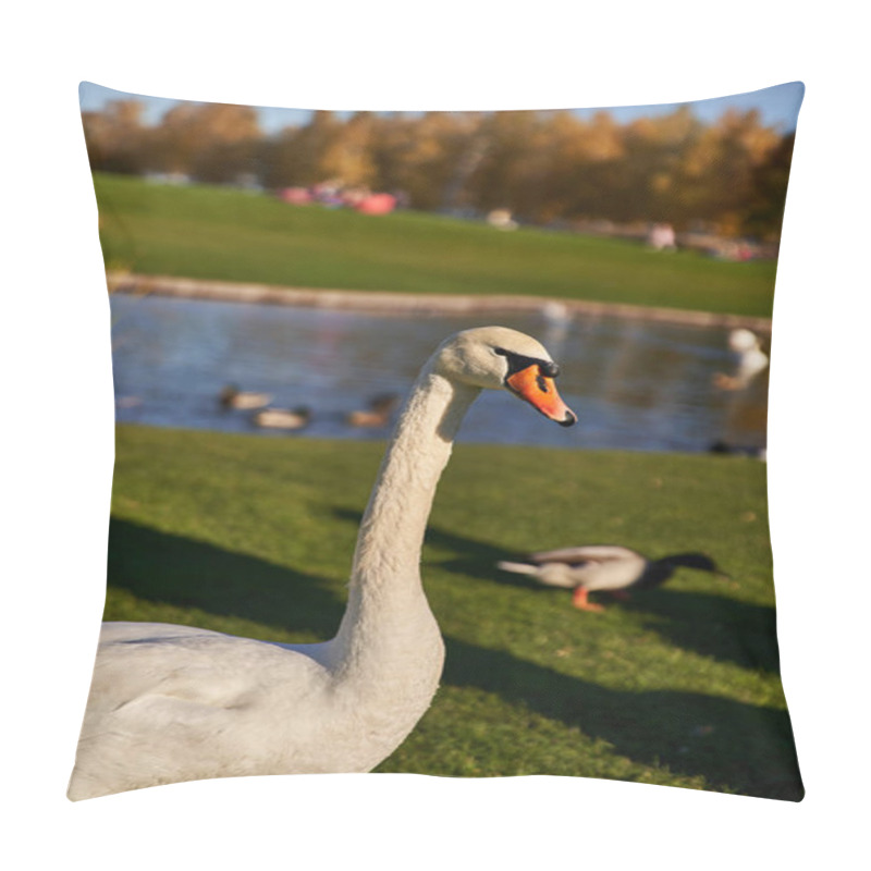 Personality  White Swan In Natural Inhabitant, Flora And Fauna, Close Up, Blurred Backdrop, Pond, Lake, Wildlife Pillow Covers