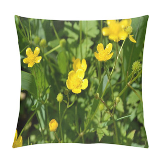 Personality  Buttercup Caustic, Common Type Of Buttercups. Rannculus Acris. Field, Forest Plant. Flower Bed, Beautiful Gentle Plants. Yellow Flowers Pillow Covers