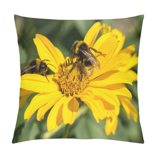 Personality  Two Bees Collects Pollen From Yellow Flowers Perennial Aster In The Garden Pillow Covers