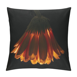 Personality  Beautiful Gerbera Flower Isolated On Black Pillow Covers