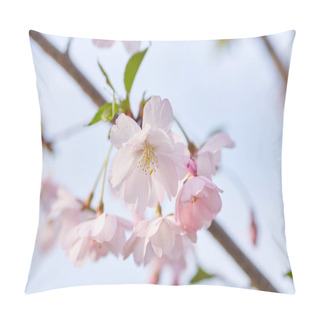 Personality  Spring Border Or Background Art With Pink Blossom. Pillow Covers