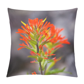 Personality  Indian Paintbrush Wildflower In Nature Pillow Covers